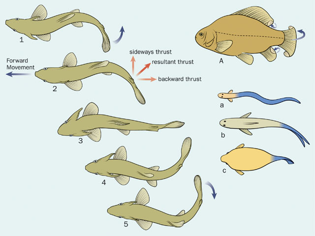 Vertebrata