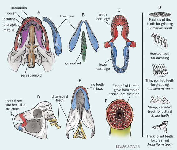 Deuterostomia