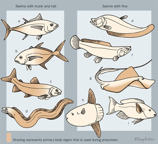 Eumetazoa