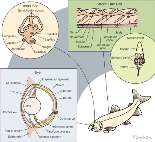 Eumetazoa