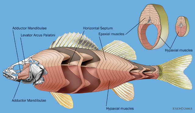 Craniata