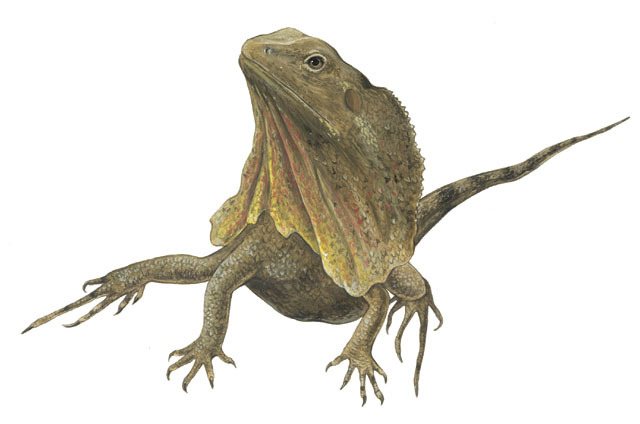 Squamata