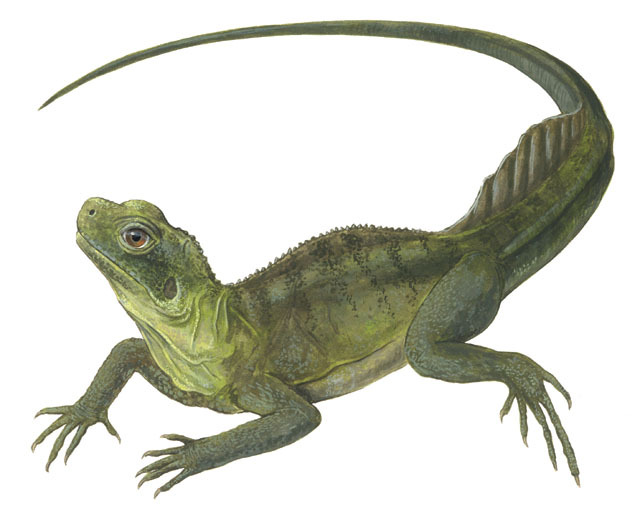 Hydrosaurus amboinensis
