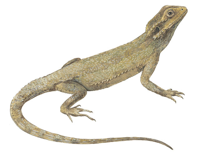 Vertebrata