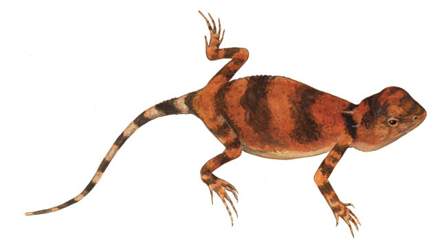 Vertebrata