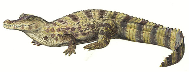 Caiman_crocodilus