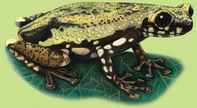 Lissamphibia