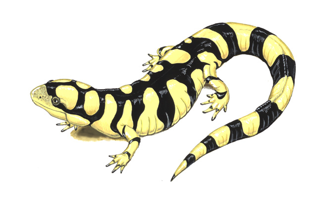 Ambystoma_tigrinum