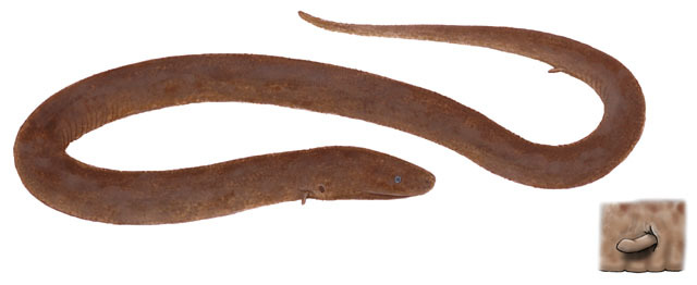 Amphiuma_pholeter