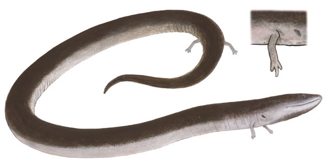 Vertebrata