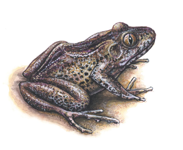 Astylosternus