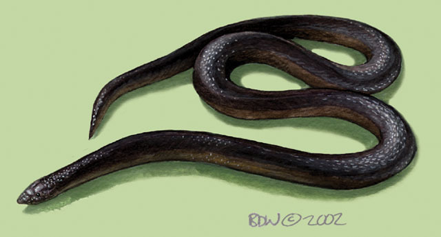 Atractaspis_bibroni