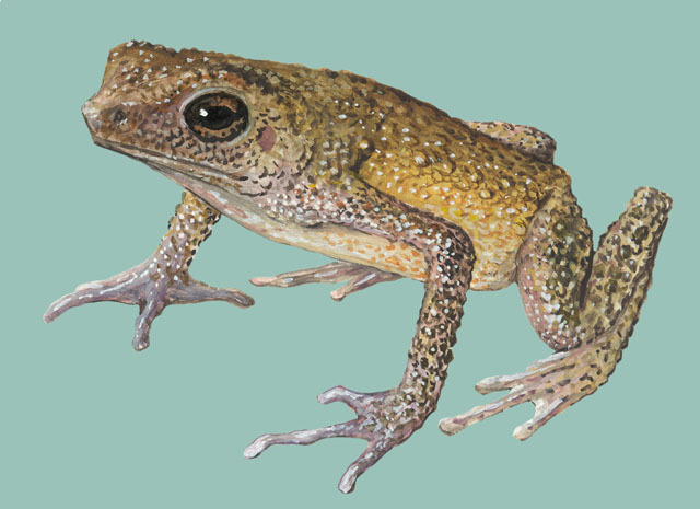 Bufonidae