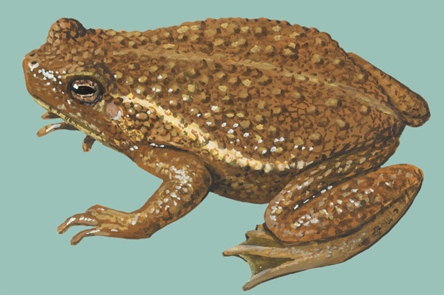 Lissamphibia