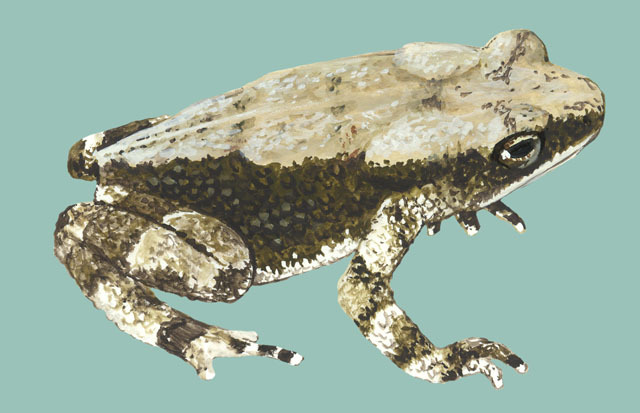 Vertebrata