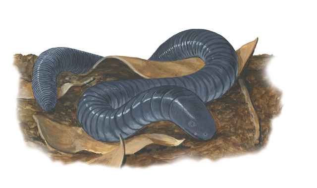 Caeciliidae