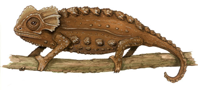 Tetrapoda