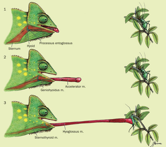 Euteleostomi