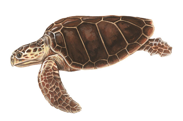 Caretta_caretta