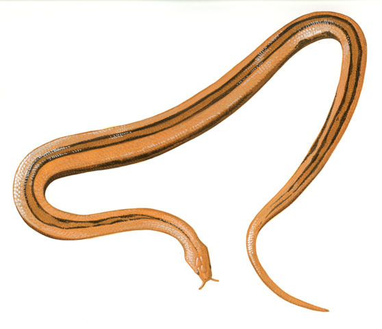 Colubridae