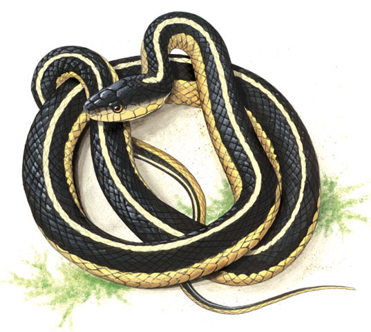 Thamnophis sirtalis