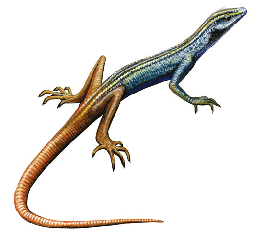 Sarcopterygii