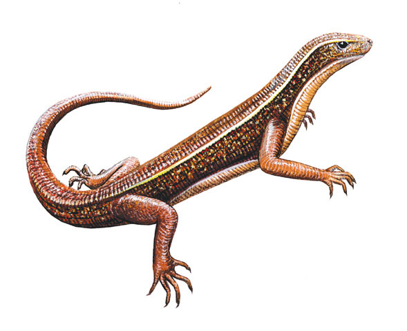 Gerrhosauridae