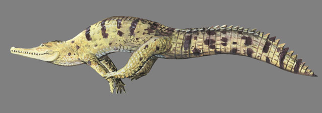 Crocodylus_johnsoni