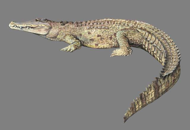 Crocodylus_niloticus