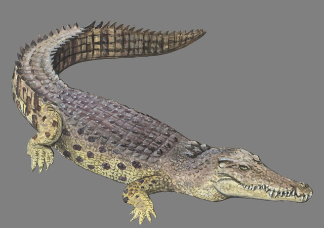 Vertebrata