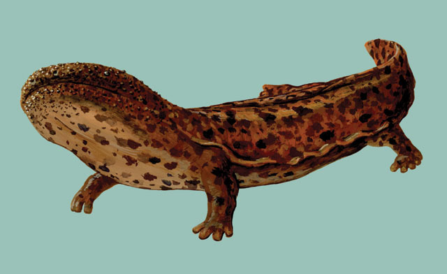 Vertebrata