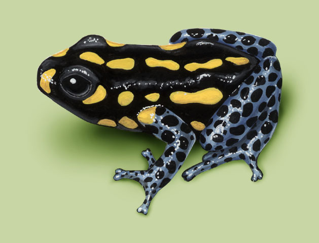 Dendrobates_vanzolinii