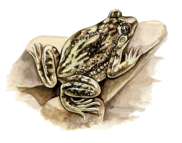 Vertebrata