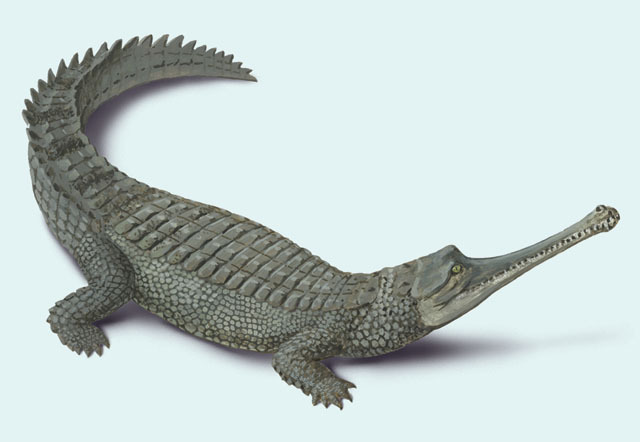 Deuterostomia