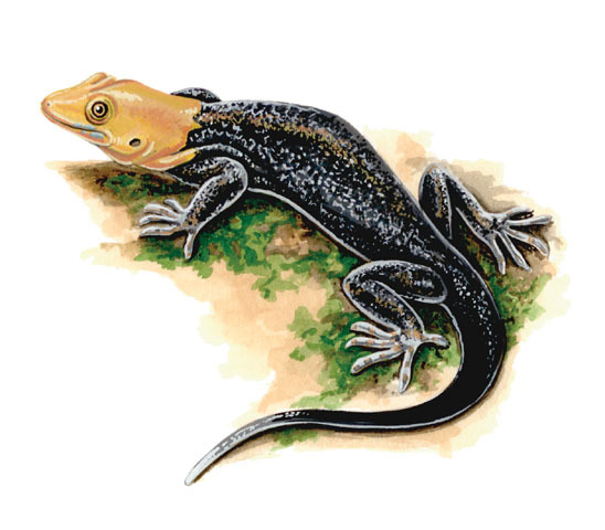 Gekkonidae