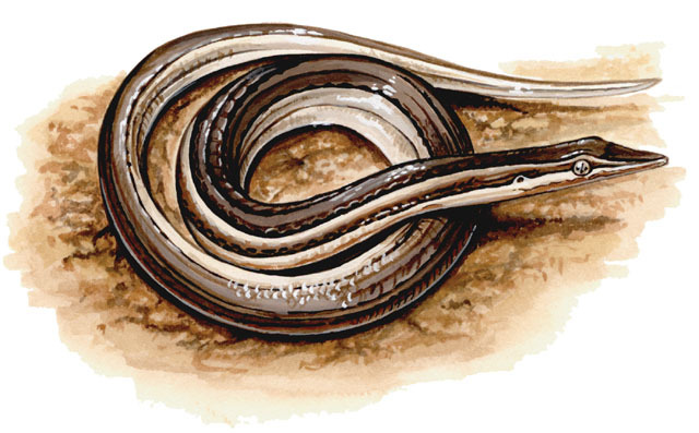 Vertebrata