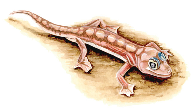 Gekkonidae