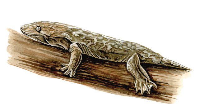 Rhacodactylus_leachianus