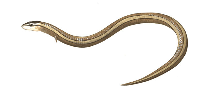 Squamata