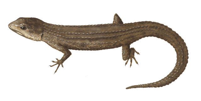 Gymnophthalmidae