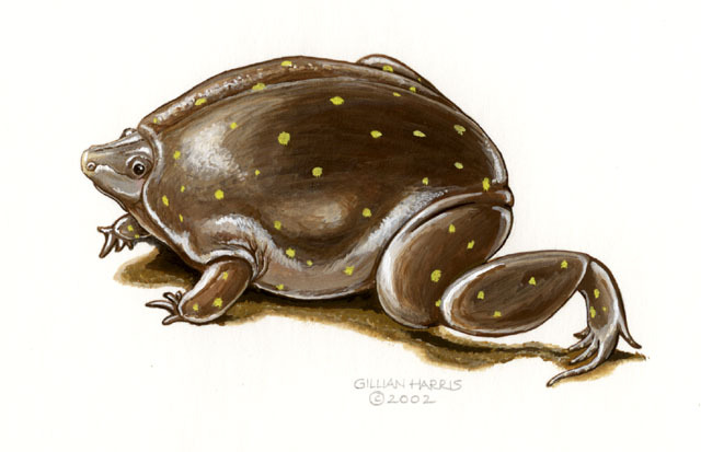 Hemisus guttatus