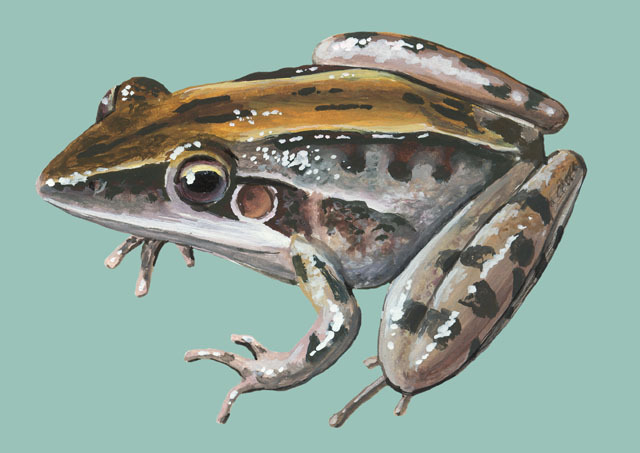 Litoria_nasuta