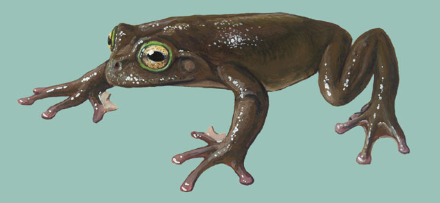 Vertebrata