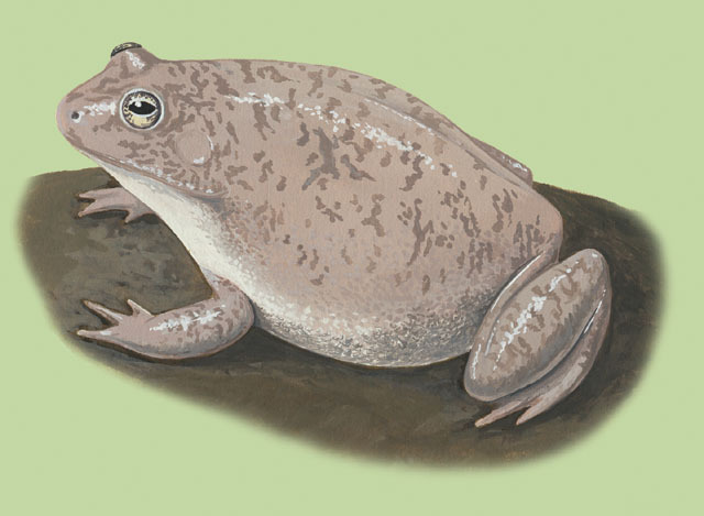 Lissamphibia