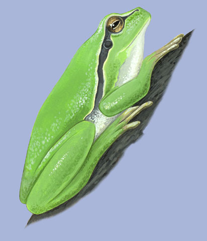 Lissamphibia