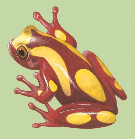 Hyla_leucophyllata