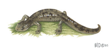 Vertebrata