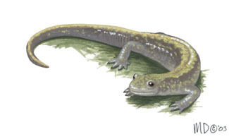 Sarcopterygii