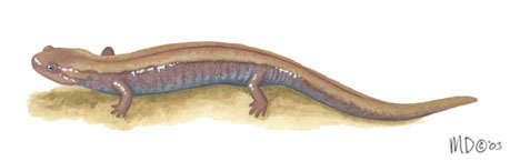 Vertebrata