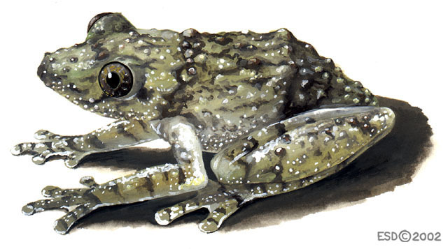 Lissamphibia